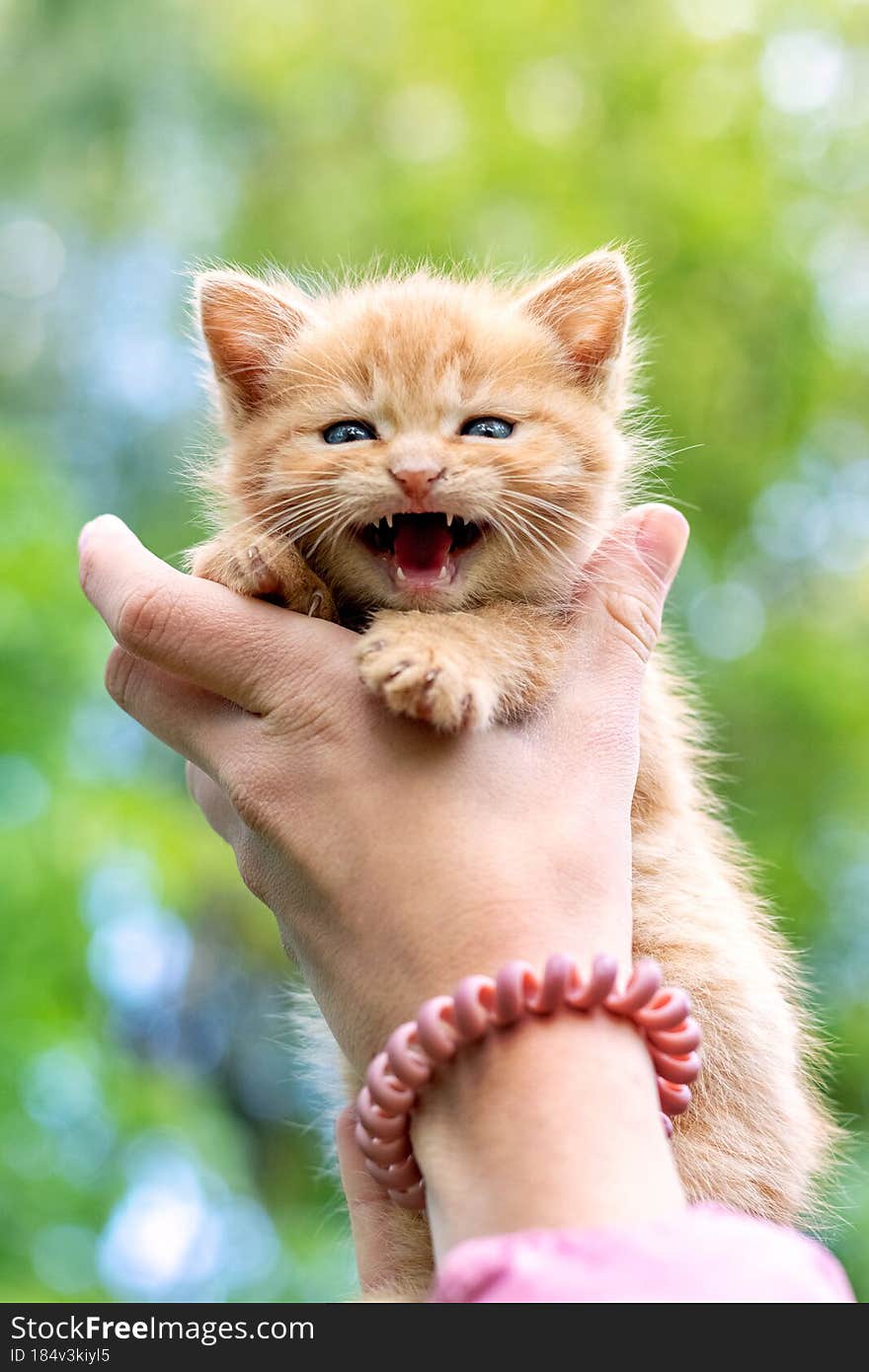Little red kitten in the arms of a girl meows.