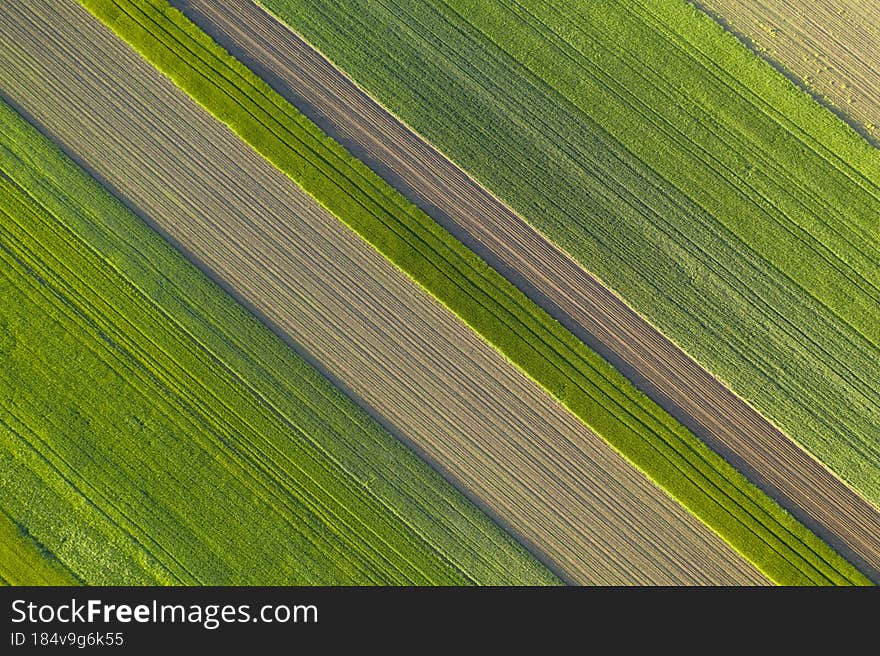 Aerial view with agriculture fields of wheat plants. One agriculture fields with agricultural plant. Beautiful and geometric agriculture landscape texture. Green and yellow color great for background