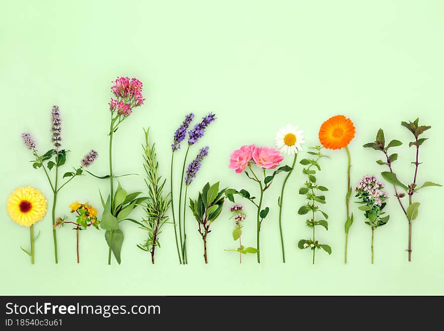 Herbs and edible flowers used in herbal plant medicine flower remedies, seasoning and food decoration. Alternative organic natural health care concept on pastel green background. Flat lay, top view. Herbs and edible flowers used in herbal plant medicine flower remedies, seasoning and food decoration. Alternative organic natural health care concept on pastel green background. Flat lay, top view.