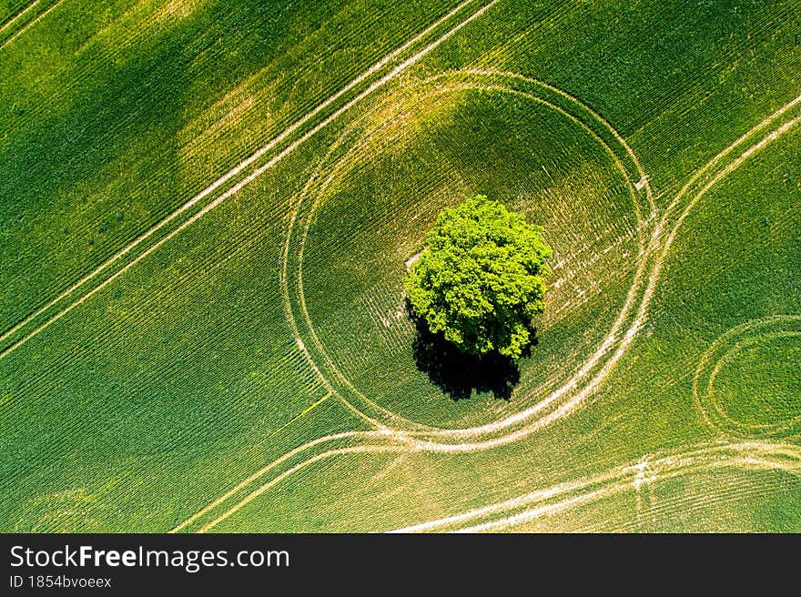 Lonely trees in a green agricultural field, top view, drone photo. Lonely trees in a green agricultural field, top view, drone photo
