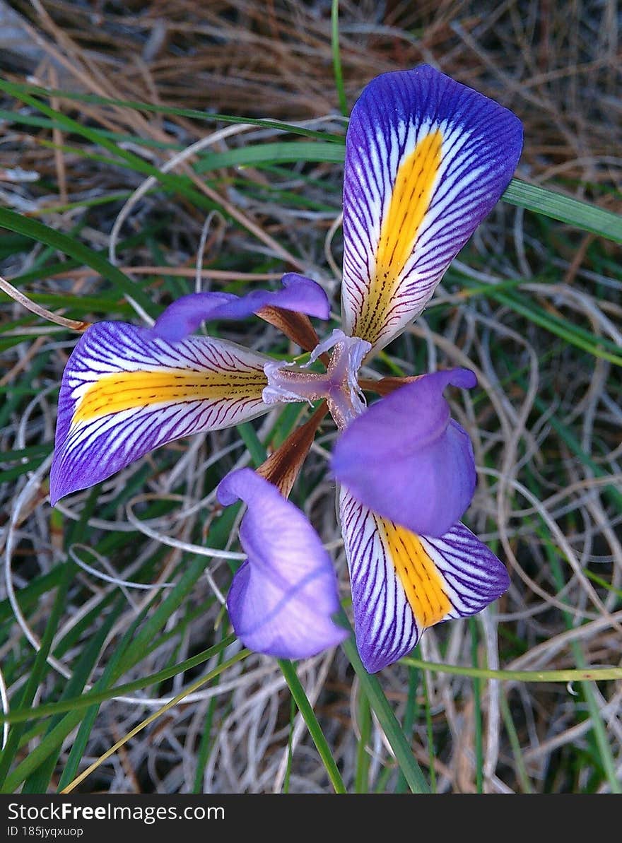 Wild Flower In The Grass.