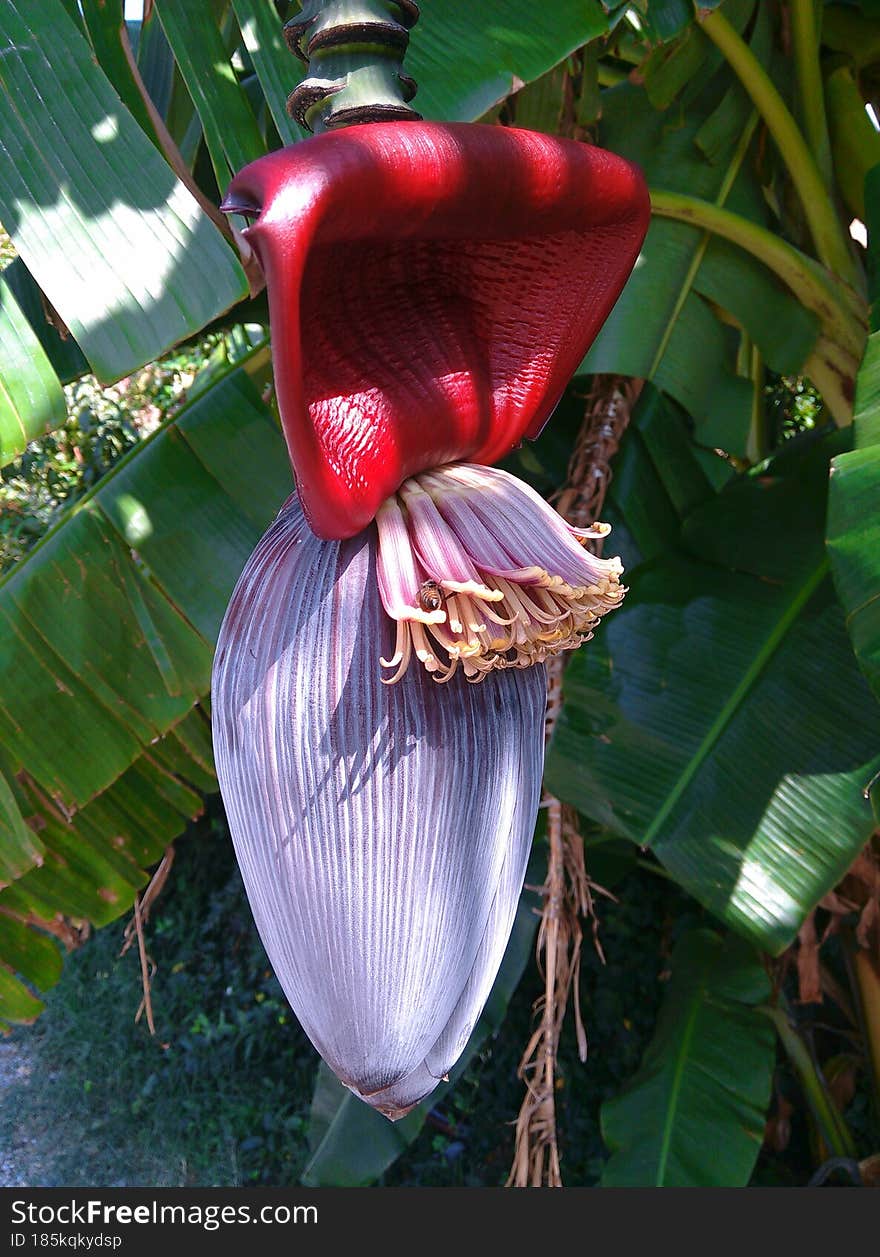 Banana flower on a green tree.