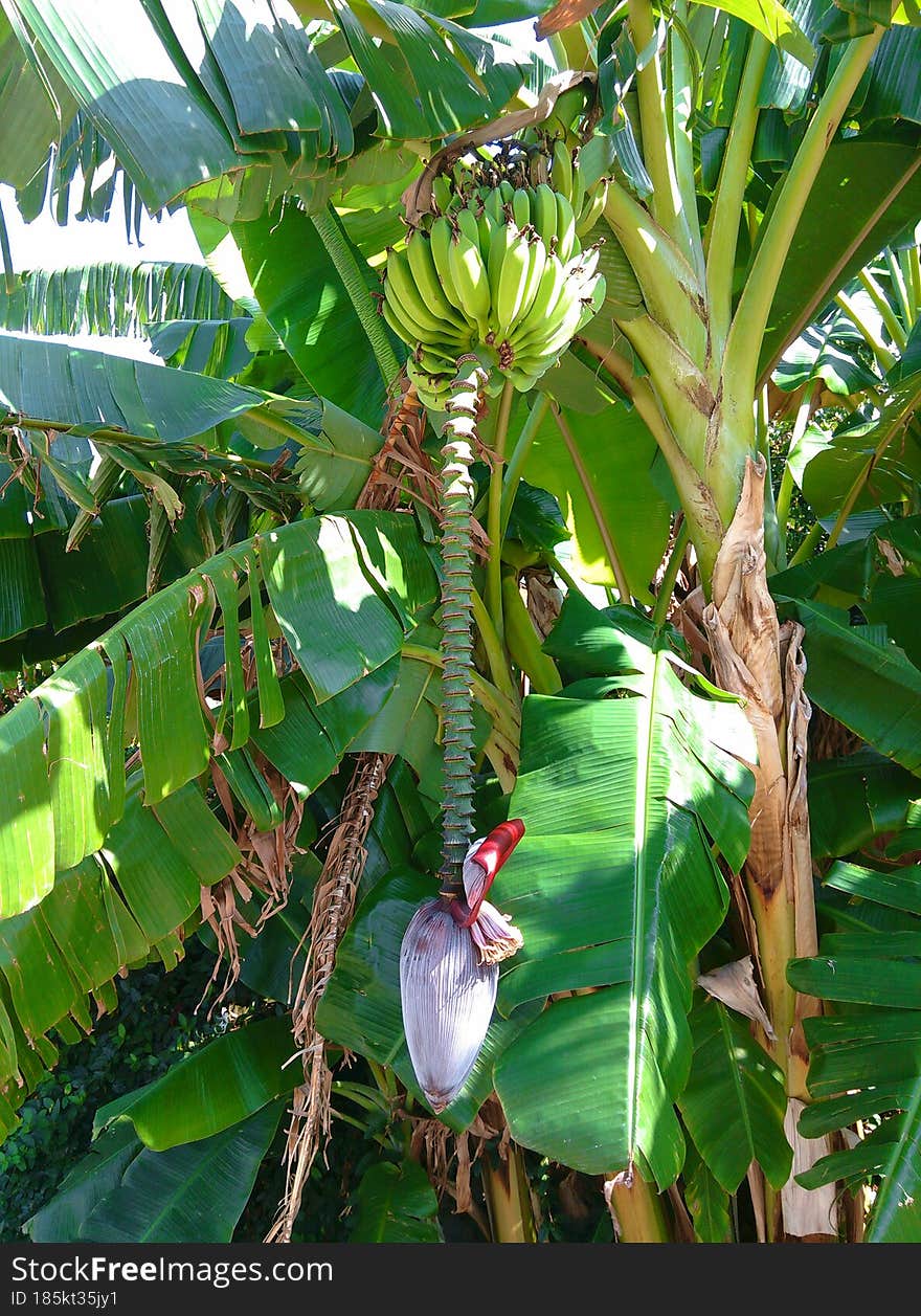 Green bananas on a tree with a flower.