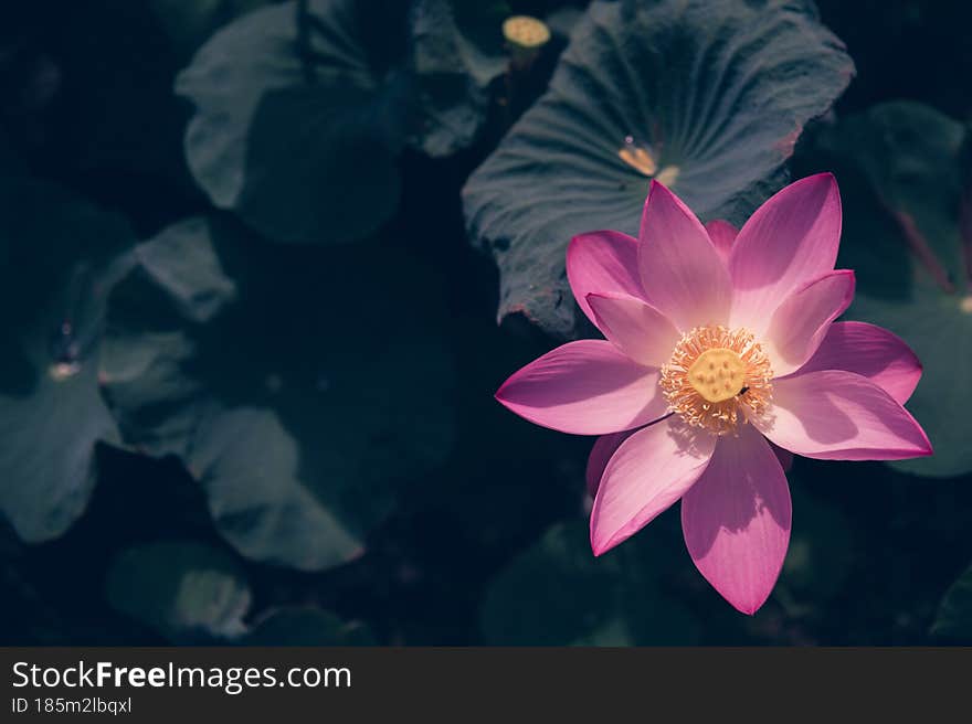 Lotus flower in the pond