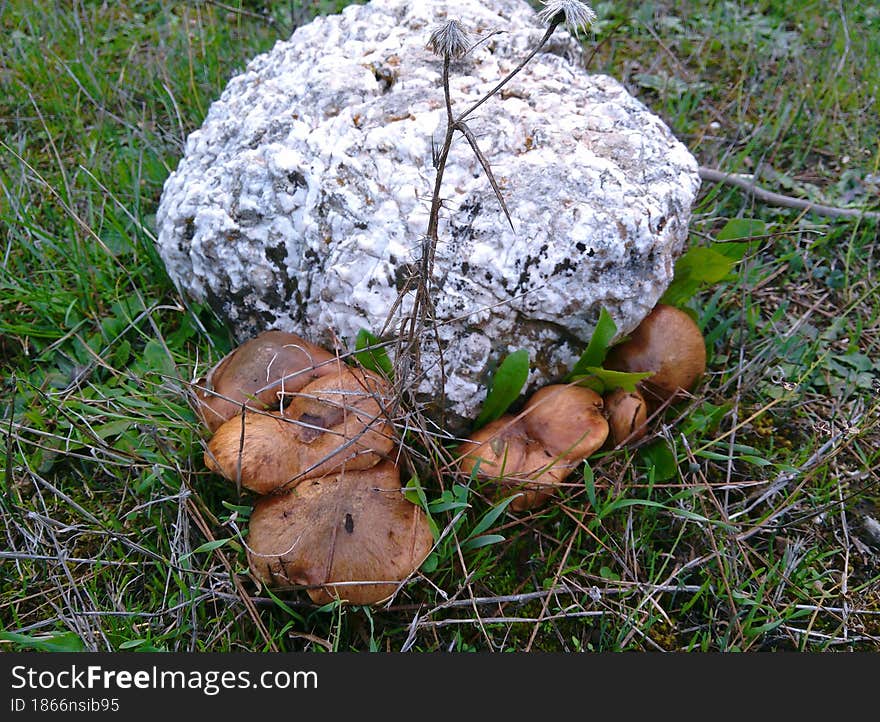 Mushrooms In The Forest In The Mountains.