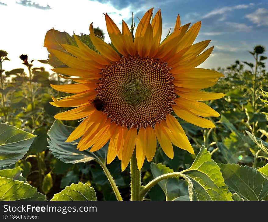 Bright Sunflower From Ukraine. Nature Is So Beautiful.