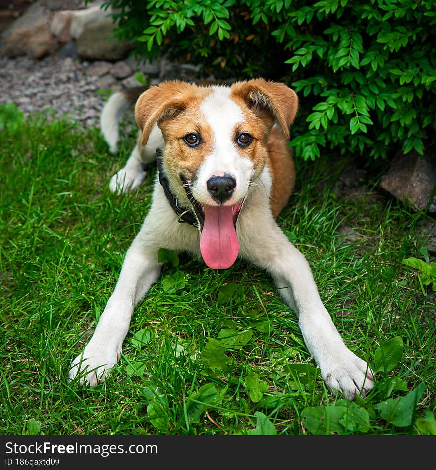 Joyful cheerful happy puppy in nature