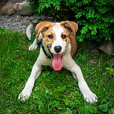 Puppy In Nature Stock Photo
