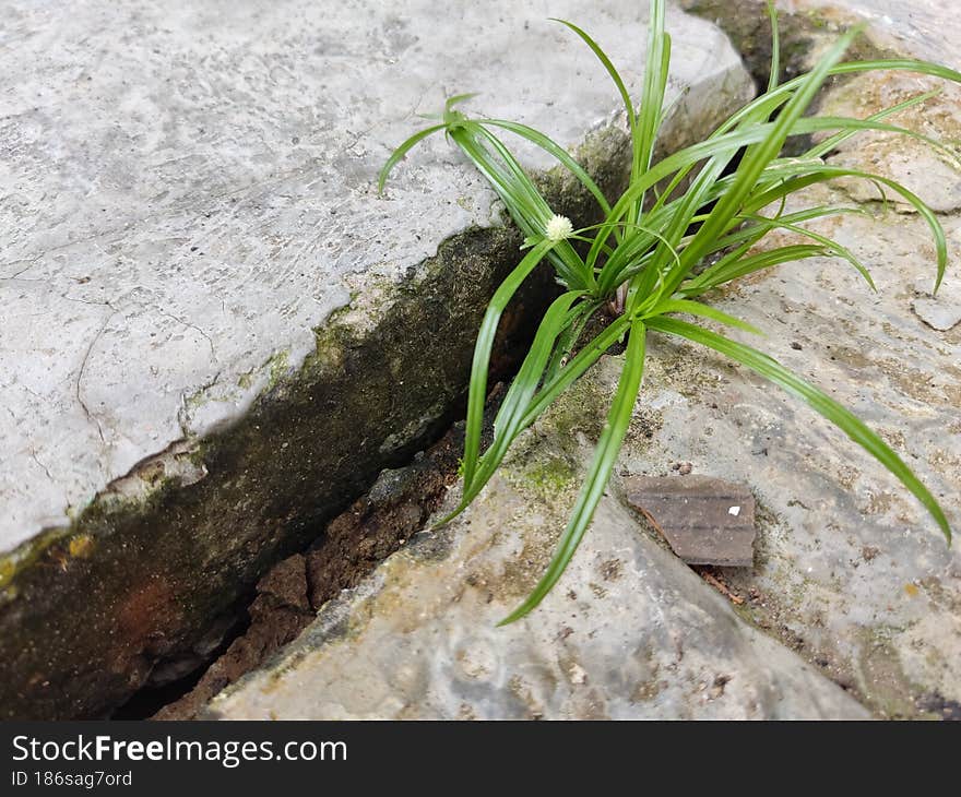 the weeds growing in the rock crevice