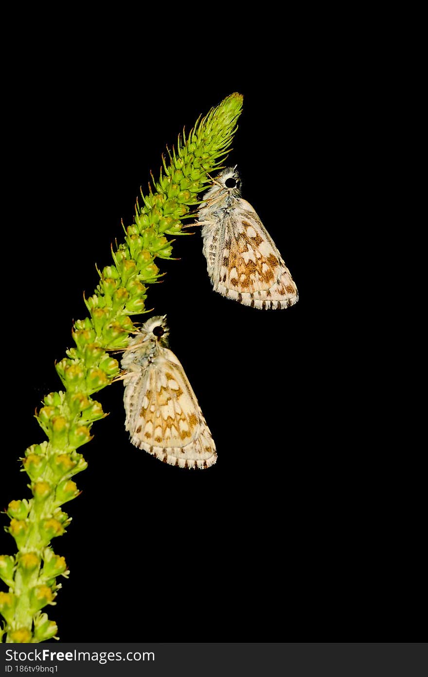 Pyrgus onopordi or the bigornian checkered, is from the Hesperiidae family.