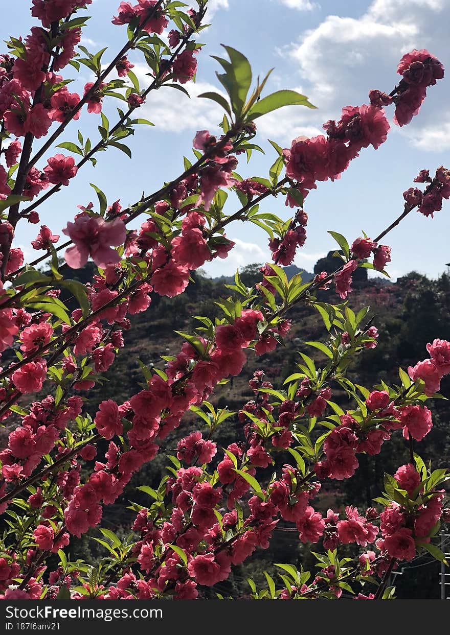 In March, peach blossoms are in full bloom all over the mountains and fields. They are very beautiful.