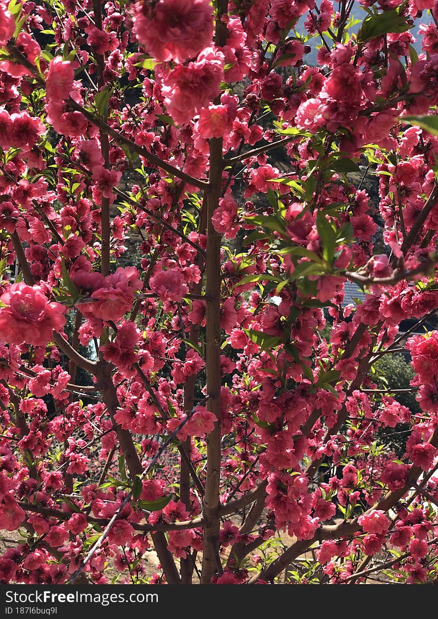 In March, peach blossoms are in full bloom all over the mountains and fields. They are very beautiful.