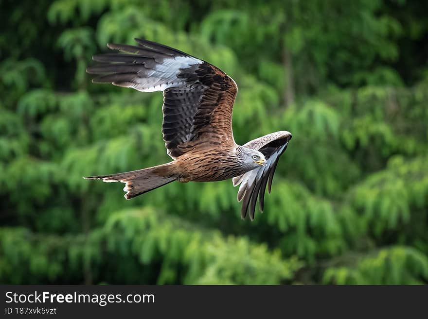 A red kite, Milvus milvus, as it flies left to right. Its wings are spread and it taken against out of focus green foliage. A red kite, Milvus milvus, as it flies left to right. Its wings are spread and it taken against out of focus green foliage.