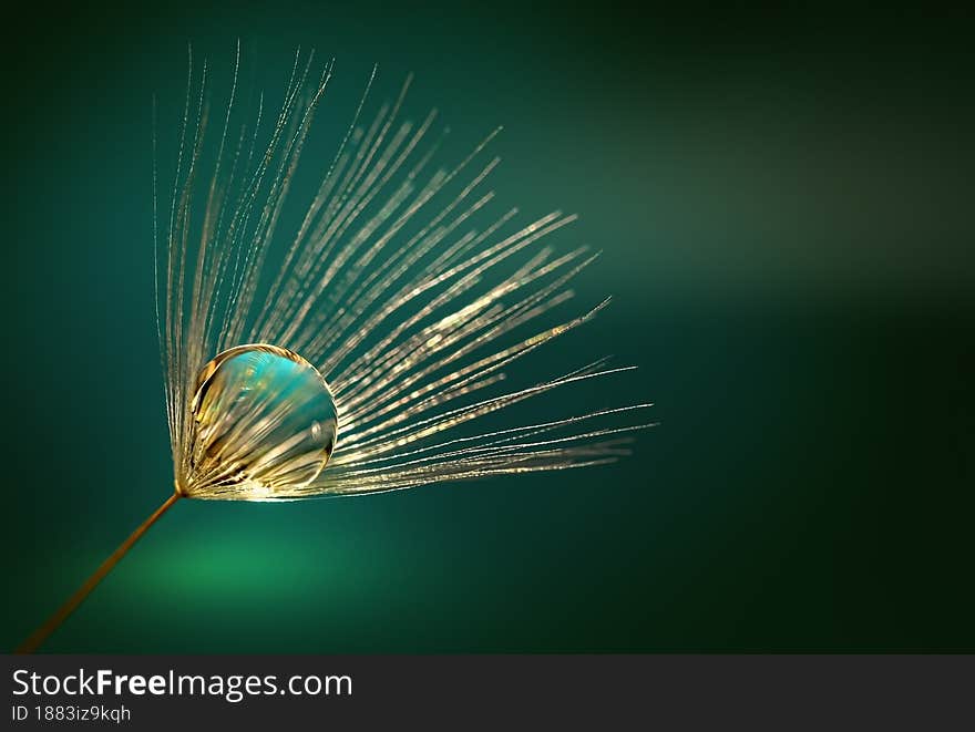 Water drop on a golden dandelion seed macro in nature. Dewdrop on dandelion. Beautiful deep green background, copy space. Water drop on a golden dandelion seed macro in nature. Dewdrop on dandelion. Beautiful deep green background, copy space