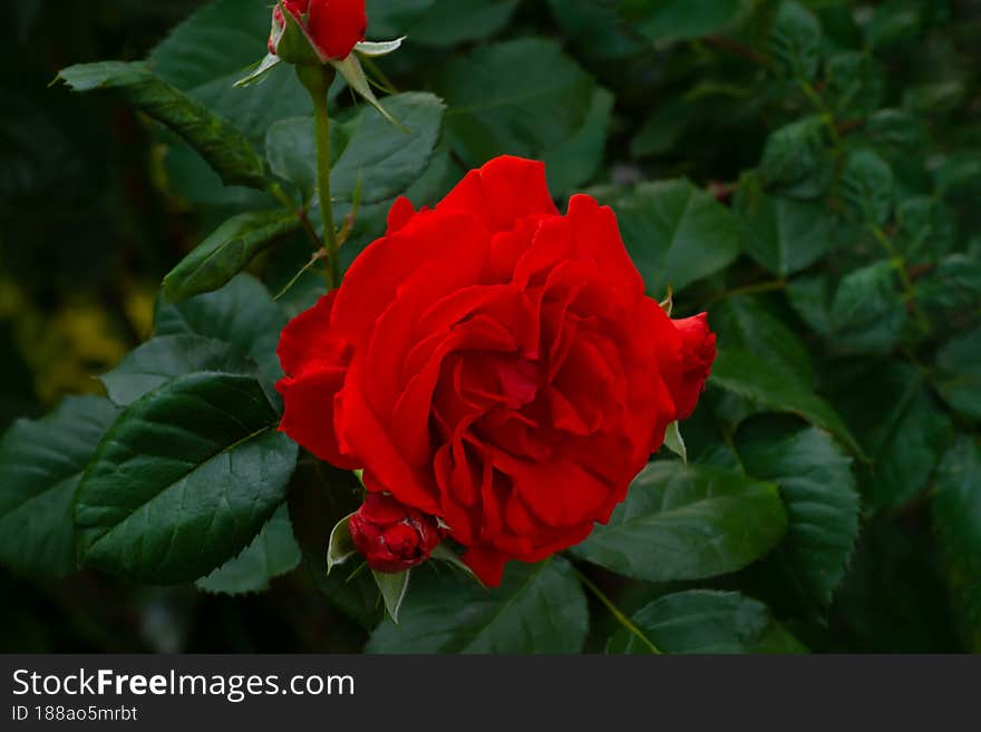 Red Rose Growing In The Garden