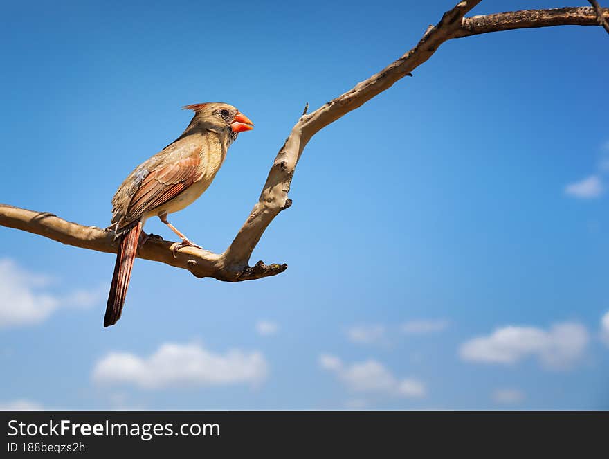 Female Northern Cardinal Cardinalis cardinalis perched on a tree branch in Texas spring. Blue sky background with copy space. Female Northern Cardinal Cardinalis cardinalis perched on a tree branch in Texas spring. Blue sky background with copy space