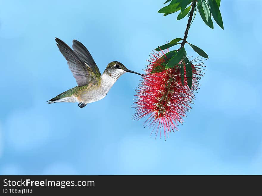 Tiny hummingbird hovering and feeding from Bottlebrush Flower over blue background. Tiny hummingbird hovering and feeding from Bottlebrush Flower over blue background