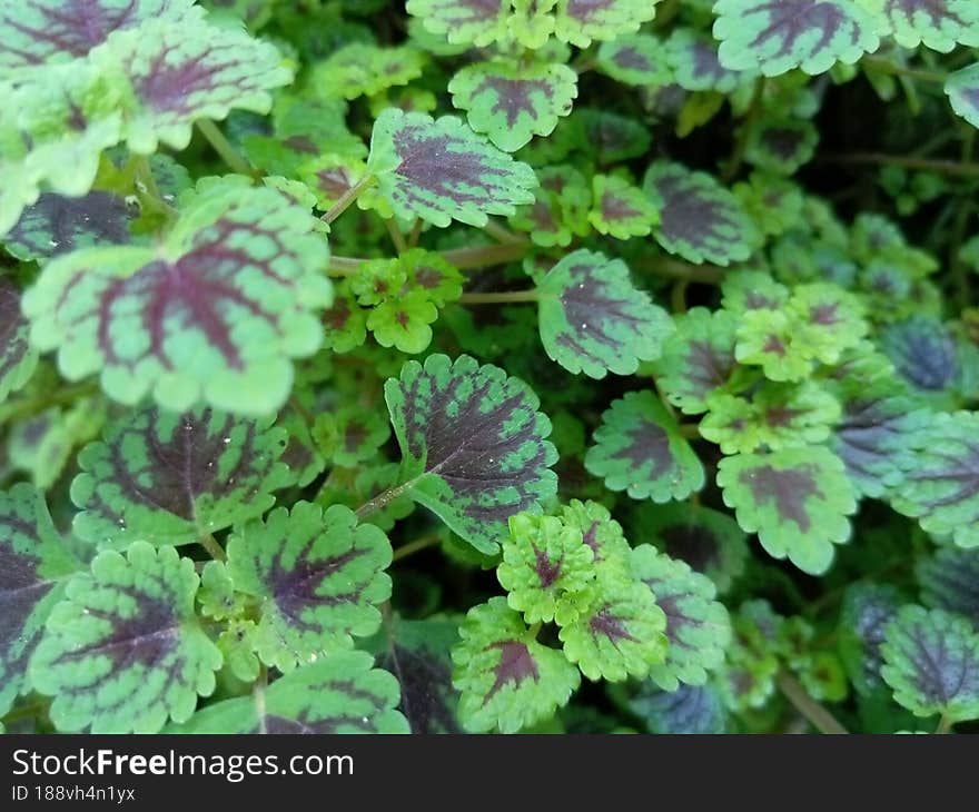 medicinal plants in the countryside