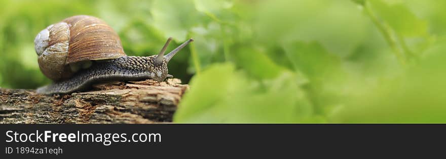 Helix pomatia, also Roman snail, Burgundy snail, terrestrial pulmonate gastropod mollusk from the Helicidae family. Snail in the forest. Website header banner