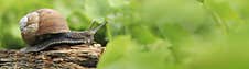 Helix Pomatia, Also Roman Snail, Burgundy Snail, Terrestrial Pulmonate Gastropod Mollusk From The Helicidae Family Stock Photo