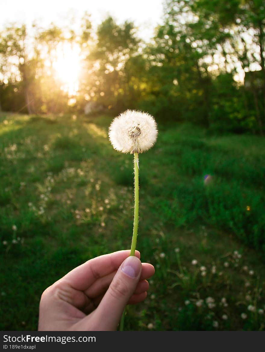 dandelion at sunset with green meadow