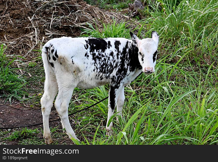 Close Up Of Baby Cow