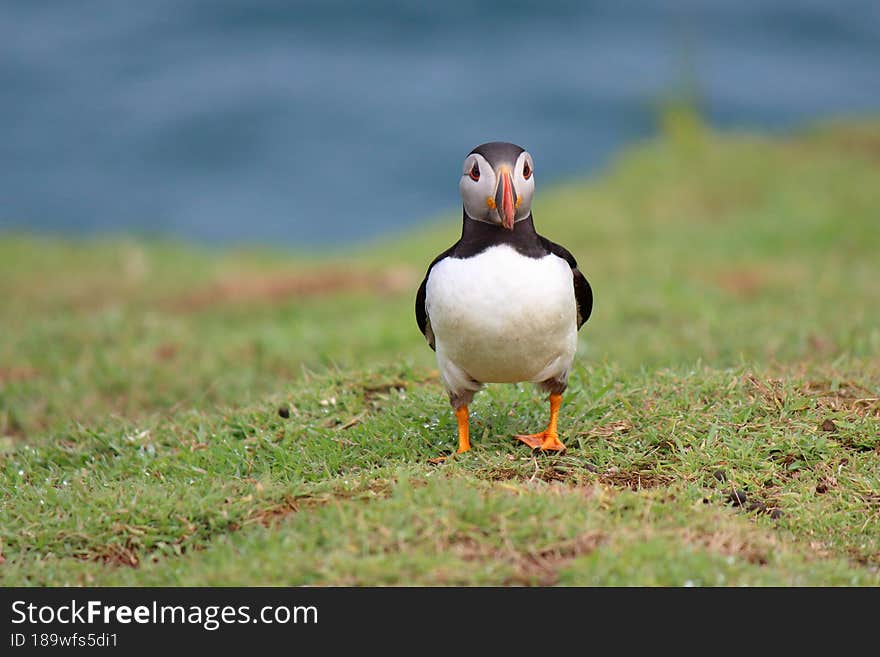 puffin walking on skomer island