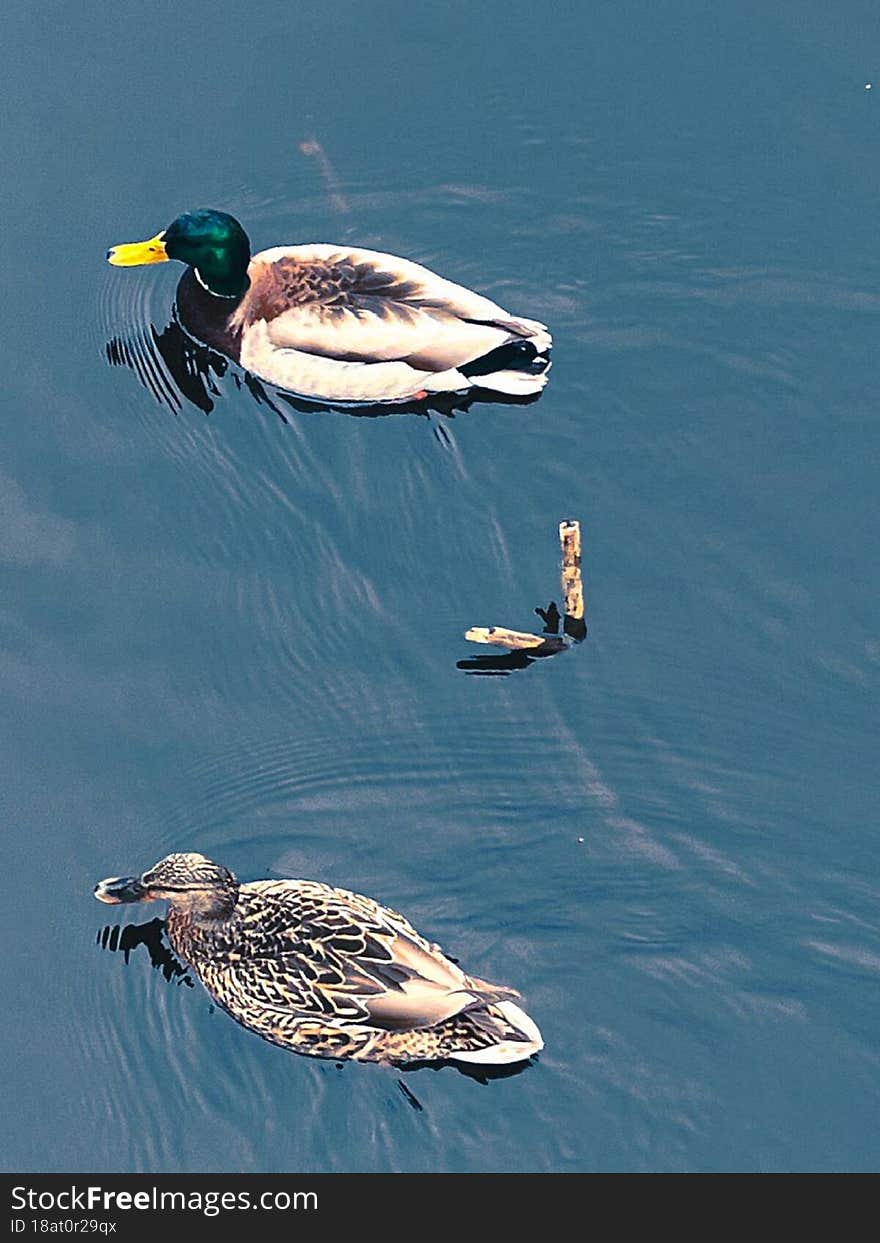 Calm Ducks On A Walk In The Pond