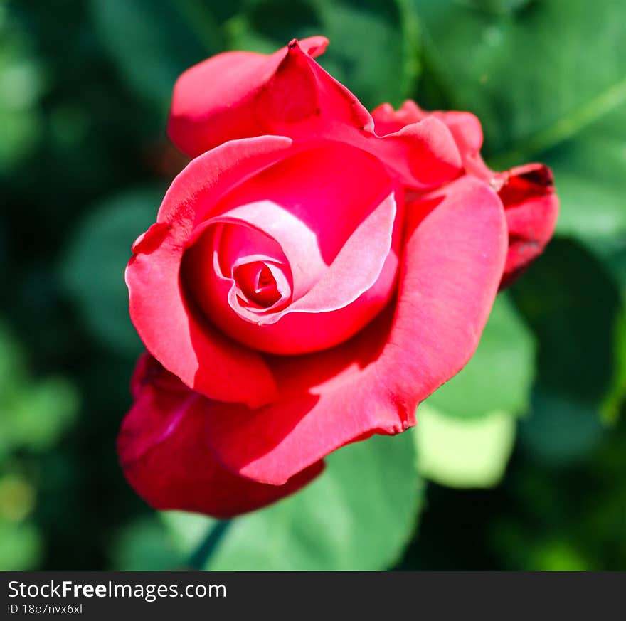 This photo represents pure beauty of nature. Pink rose from my garden,Romania. Thanks!. This photo represents pure beauty of nature. Pink rose from my garden,Romania. Thanks!