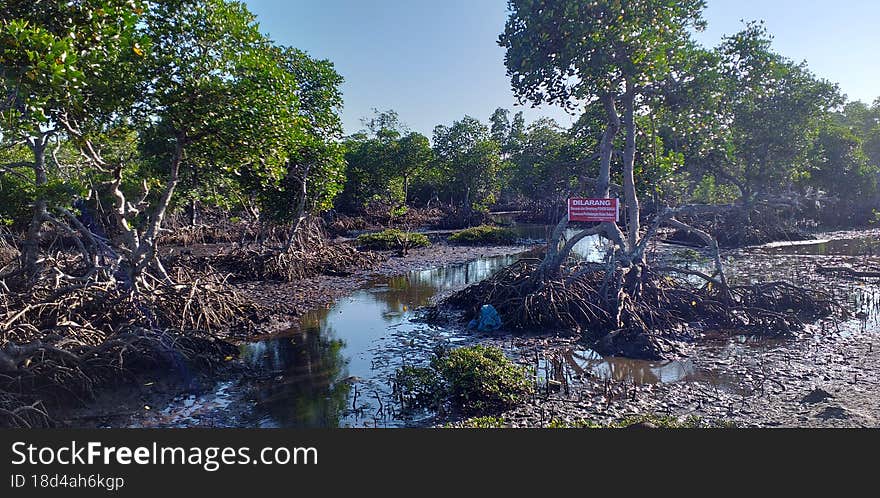 The photo I took in 2019 is of the Magrove Forest behind the Tumbak Madani Village Hall, Pusomaen District, Southeast Minahasa Regency.