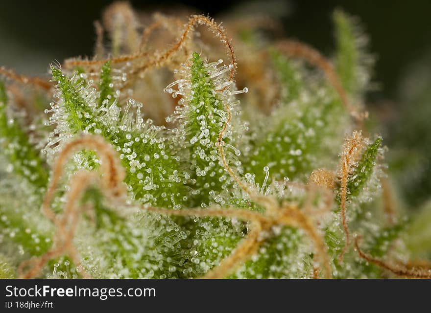 Macrophotography of the trichomes of marijuana plants. It is in these glands that the cannabinoids present in the marijuana plant