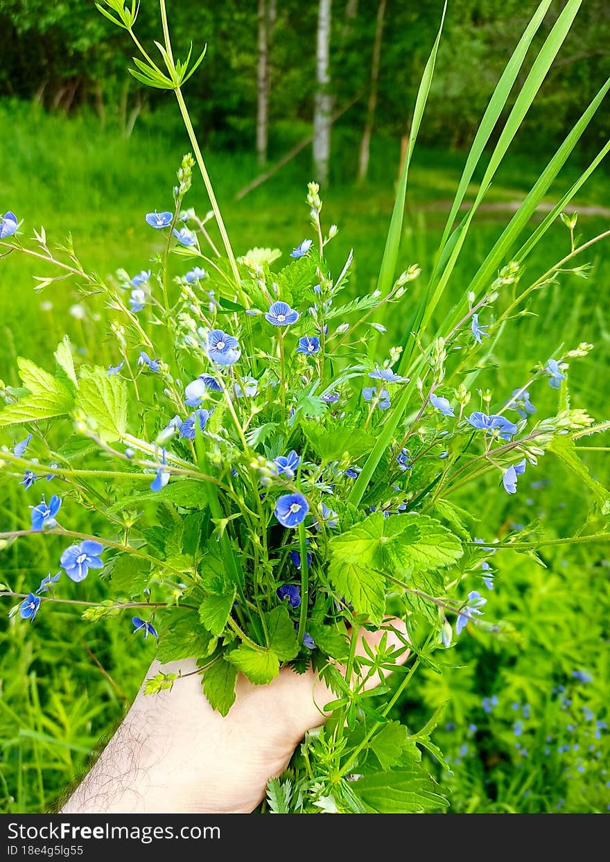 Blue Flowers For Your Girlfriend Bouquet Summer Veronica Chamaedrys