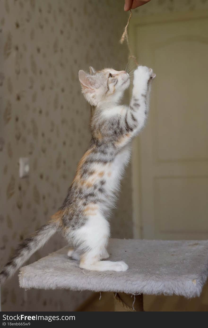 little cute fluffy kitten is waiting for his owner