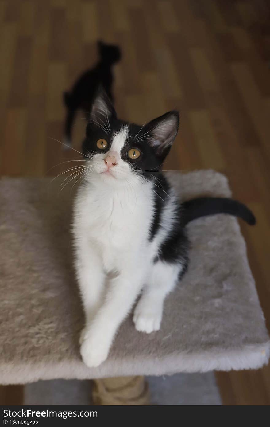 little cute fluffy kitten is waiting for his owner