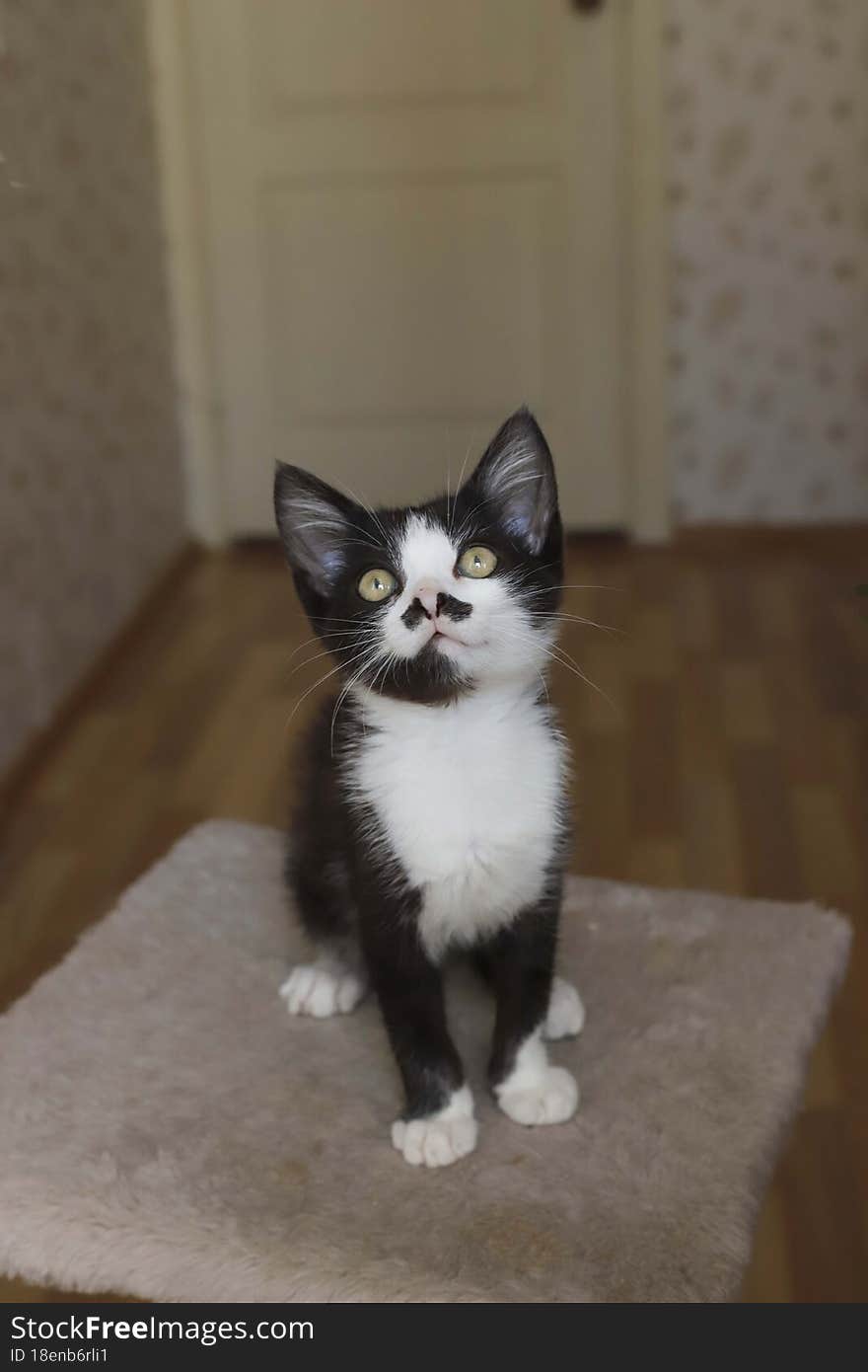 little cute fluffy kitten is waiting for his owner