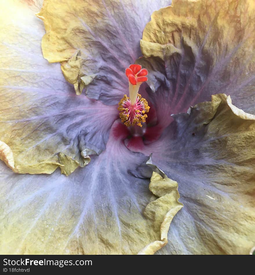 Hibiscus Blossoming with Purple Flowers in Summer in Lihue on Kauai Island in Hawaii.