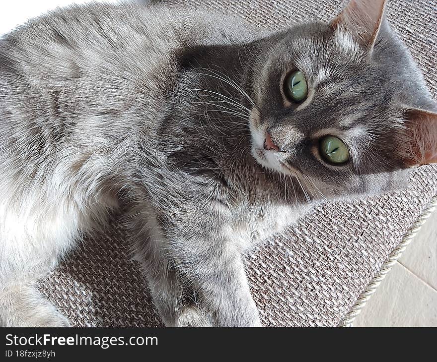 Scottish Cat With Charming Green Eyes