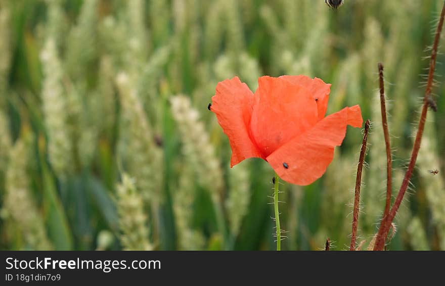 Beetles on red poppy petals and green stalk, with ears of ripening wheat in the background. Next to the dying stalks of poppies.