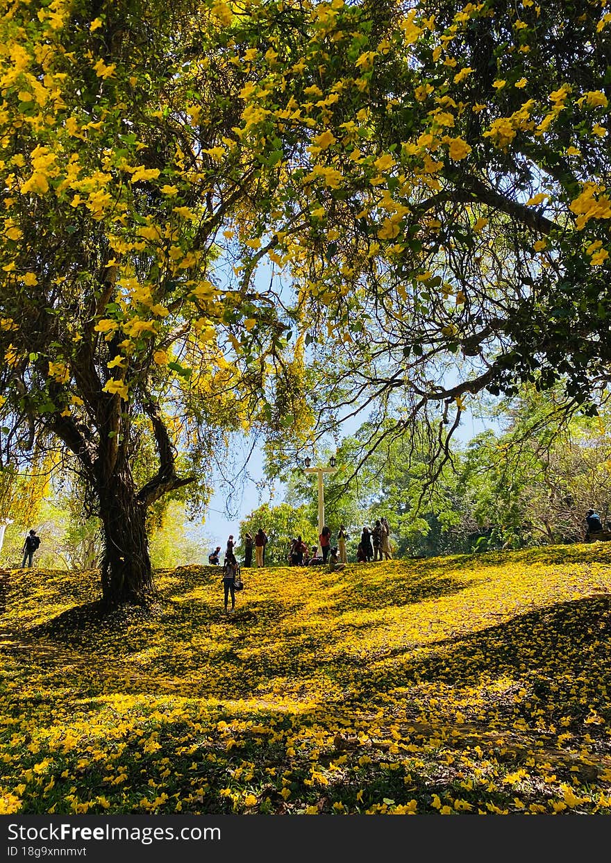 Yellow Flower Tree , Peradeniya University Sri Lanka