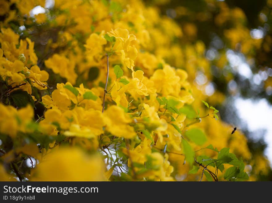 Yellow Flower Tree , Peradeniya University Sri Lanka