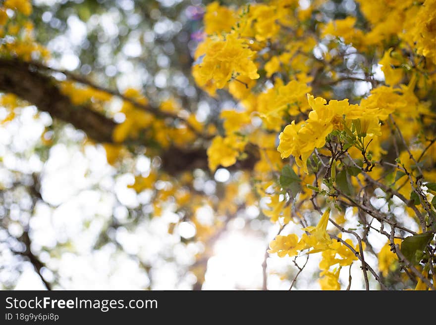 Yellow Flower Tree , Peradeniya University Sri Lanka