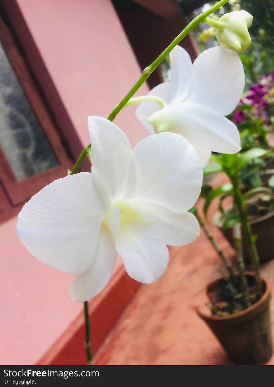 Nature s Beauty Tour - The Beauty of Sri Lanka - The Orchid