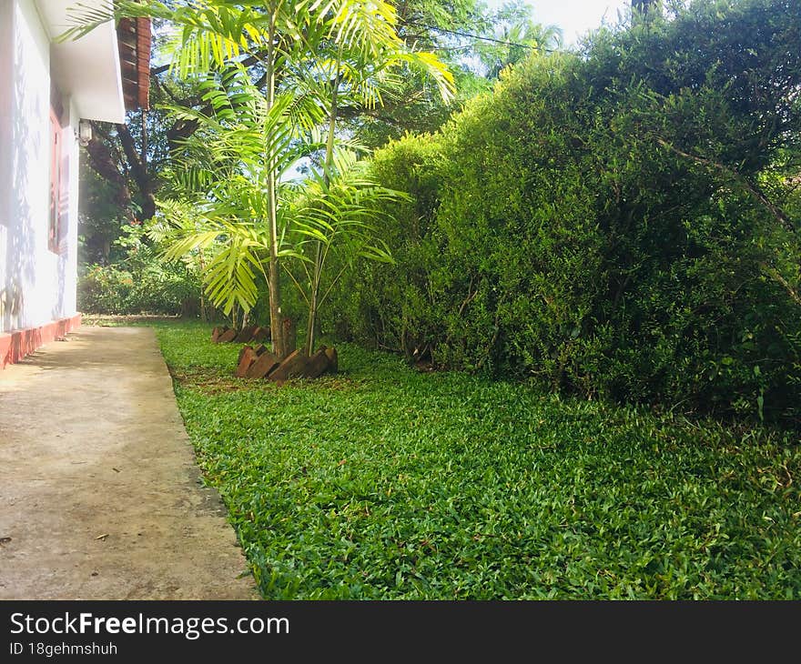 Sri Lankan mini home garden. Sri Lankan mini home garden.