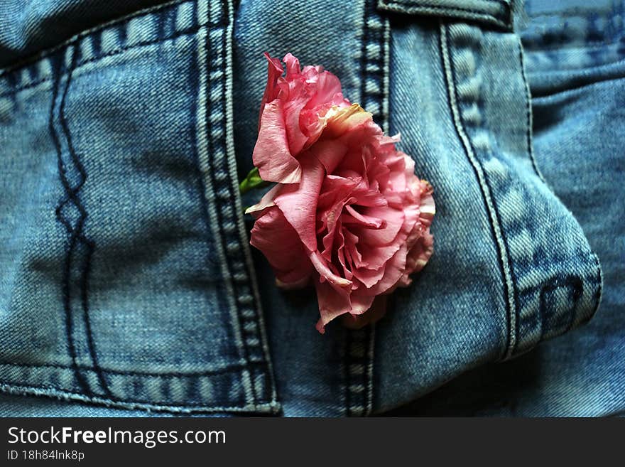 Flowers in the back pocket of the jeans. flowers on the jeans background. Can be used as a background or as greeting card. Blue jeans and rose flowers.