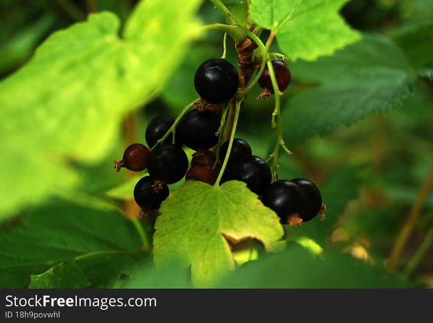 A small round edible black berry that grows in loose hanging clusters. The shrub that produces black currants. Black currants in the summer garden.