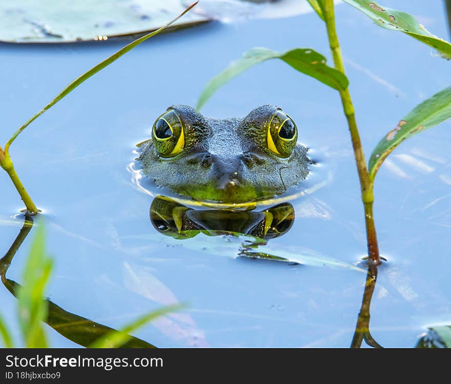 Bullfrog sitting in a swamp
