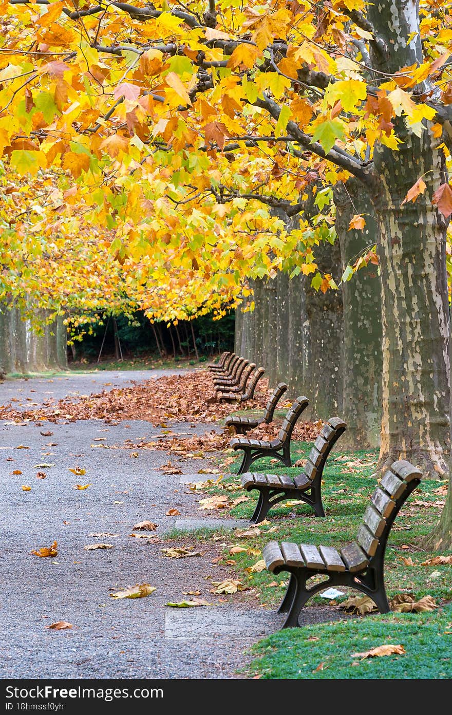 Autumn in the Shinjuku Park, Tokyo, Japan.