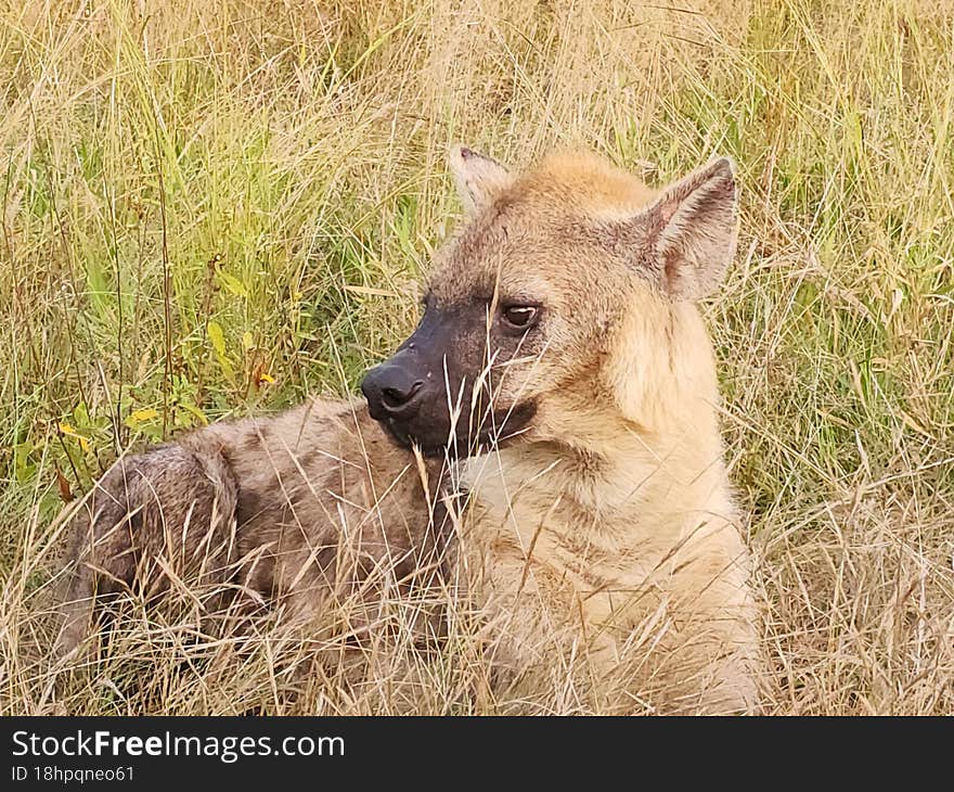 Hyena showing off his best side