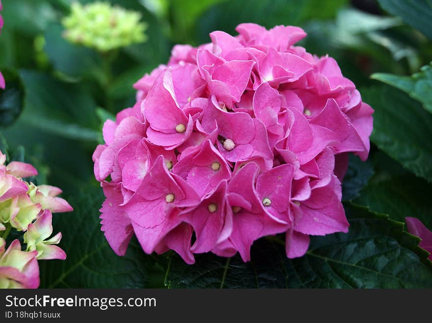 Pink Hydrangea In The Summer Garden. Bright Pink Flowers. The Photo Can Be Used As A Background Or For Postcards And Posters. Phot