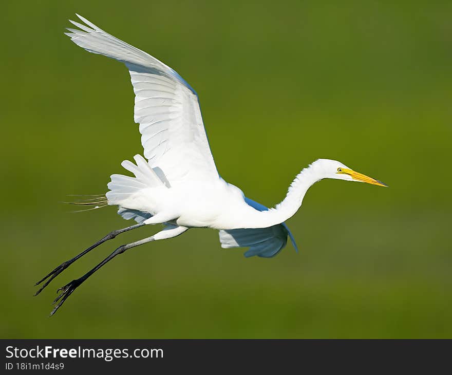 A Great Egret in Flight Stretched Out